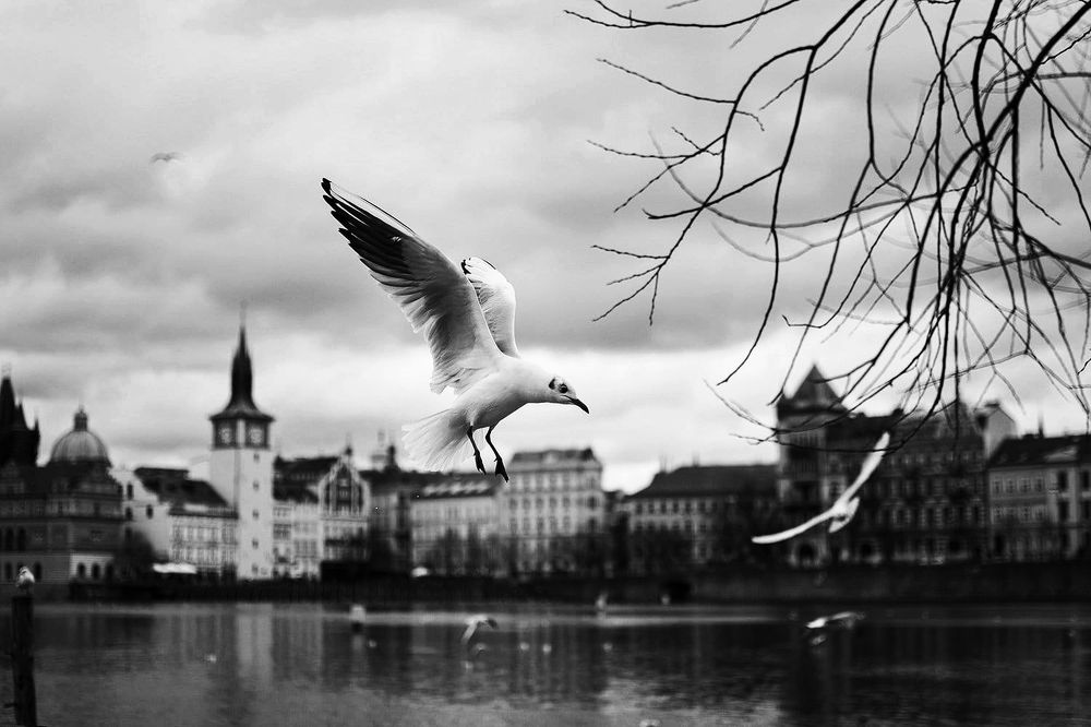 Flight Over the Vltava