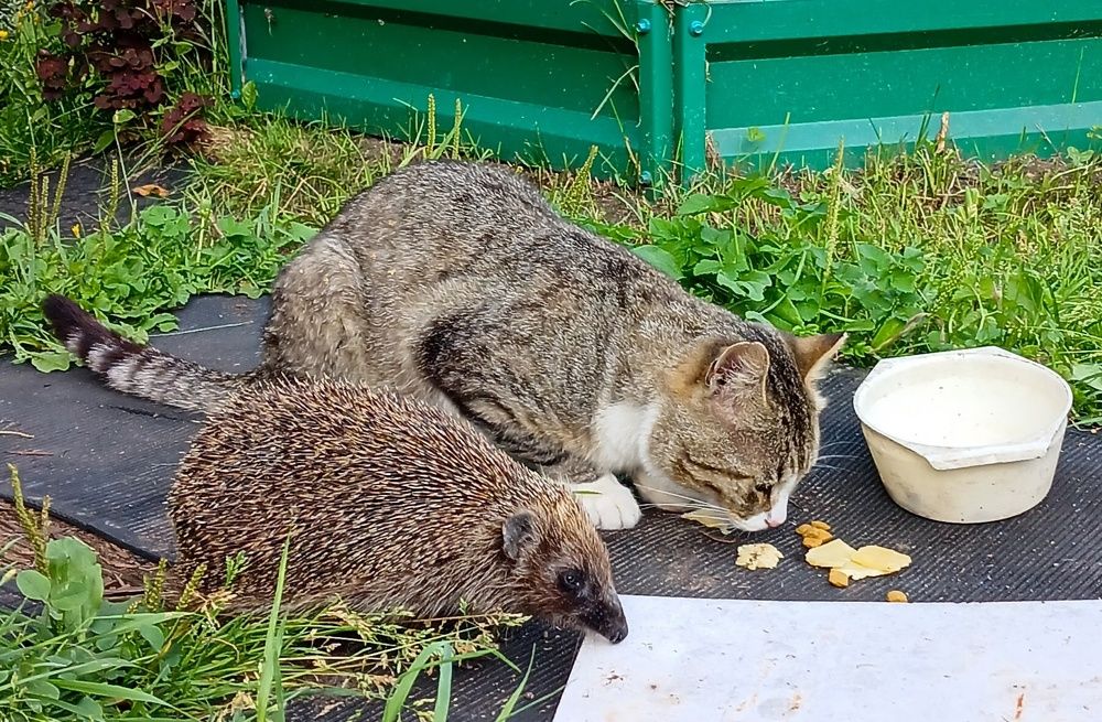 Фотография автора Джаф