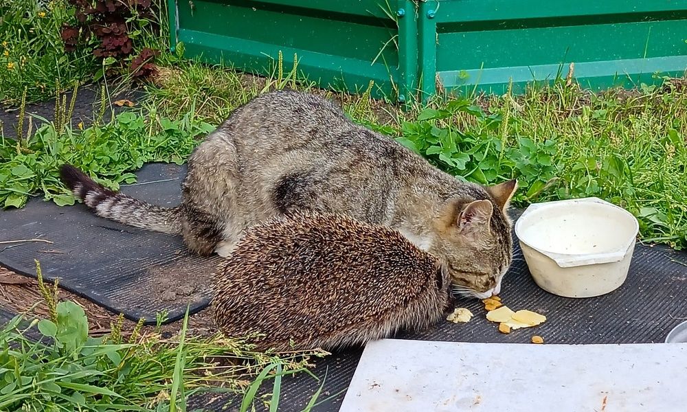 Фотография автора Джаф