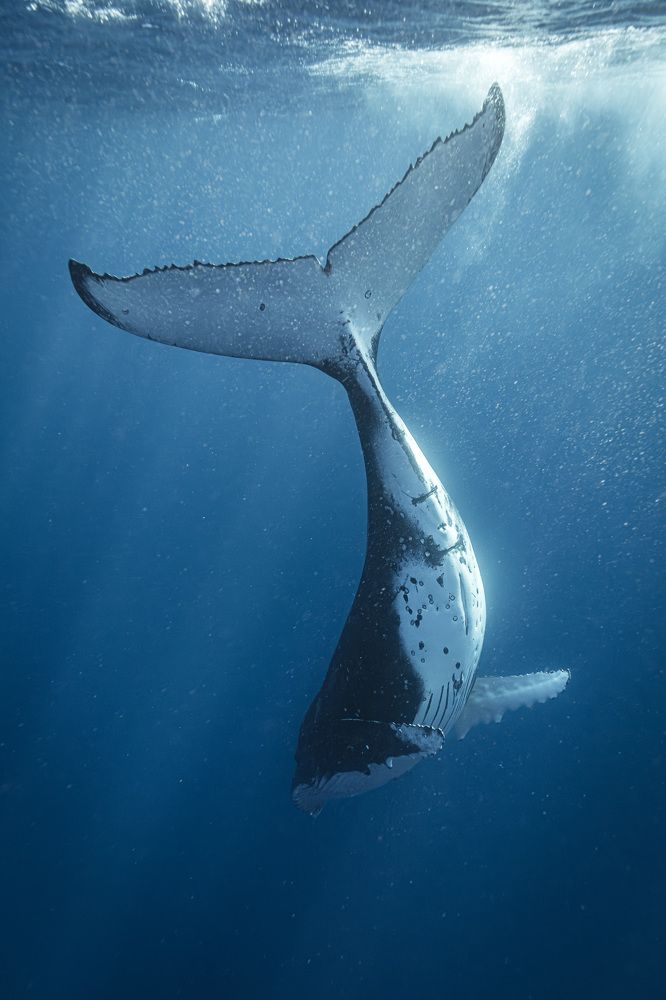 Хвостиком махнул