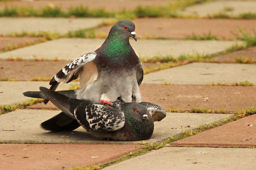 Photograph by hasan sorena jouri