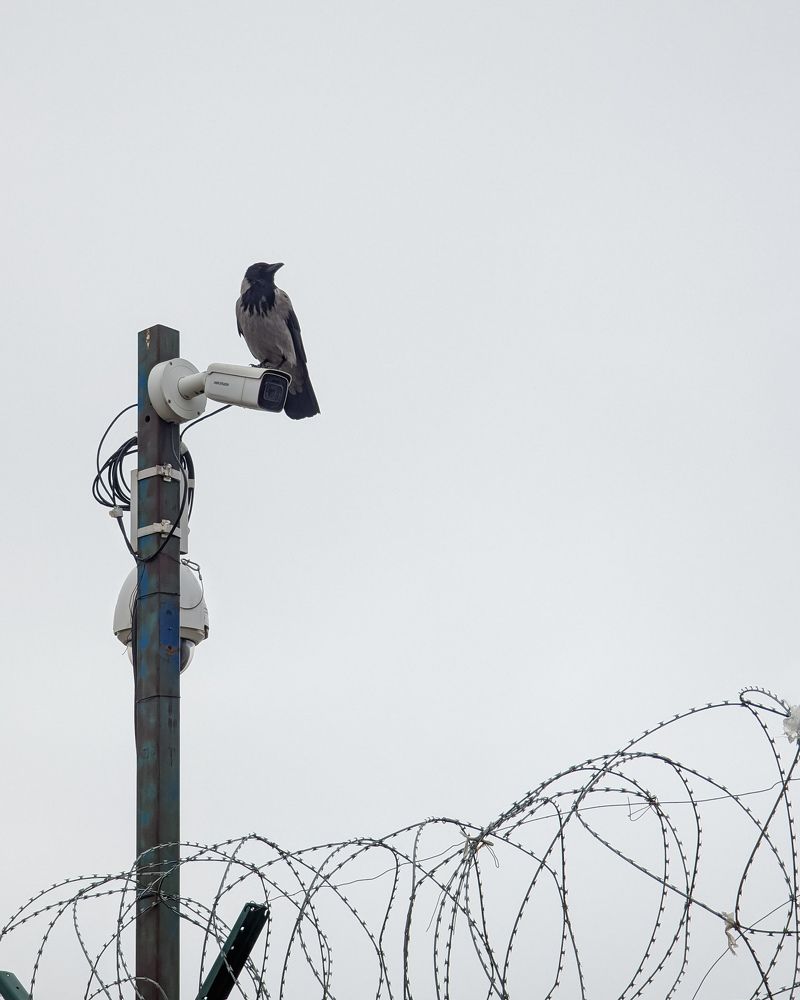 Фотография автора Григорий