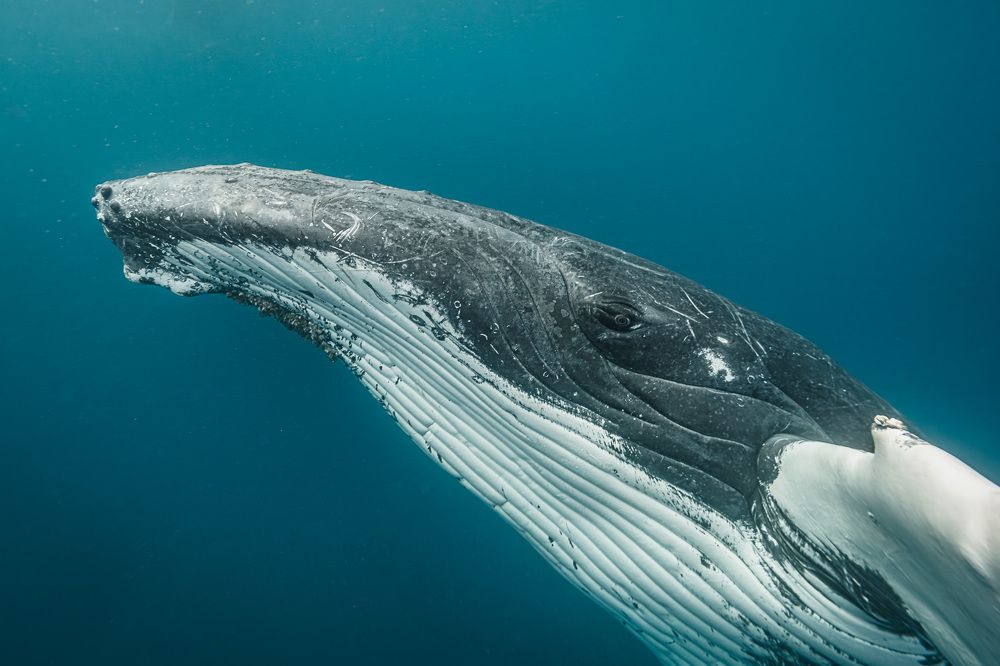 Горбатый кит, Тонга