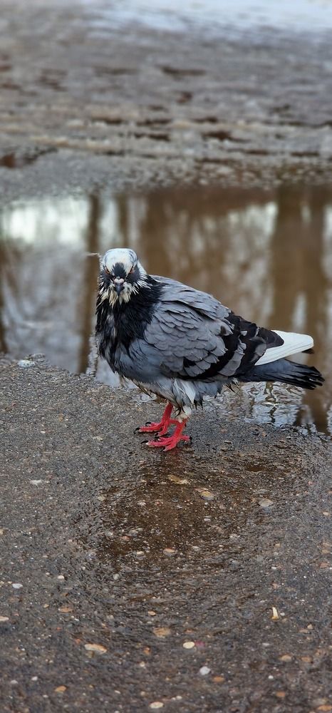 Фотография автора Ольга Быстрова