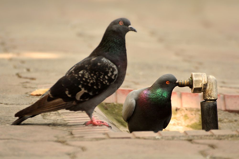 Photograph by hasan sorena jouri