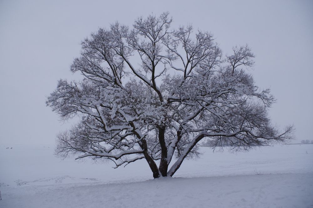 Photograph by Олег Черноокий