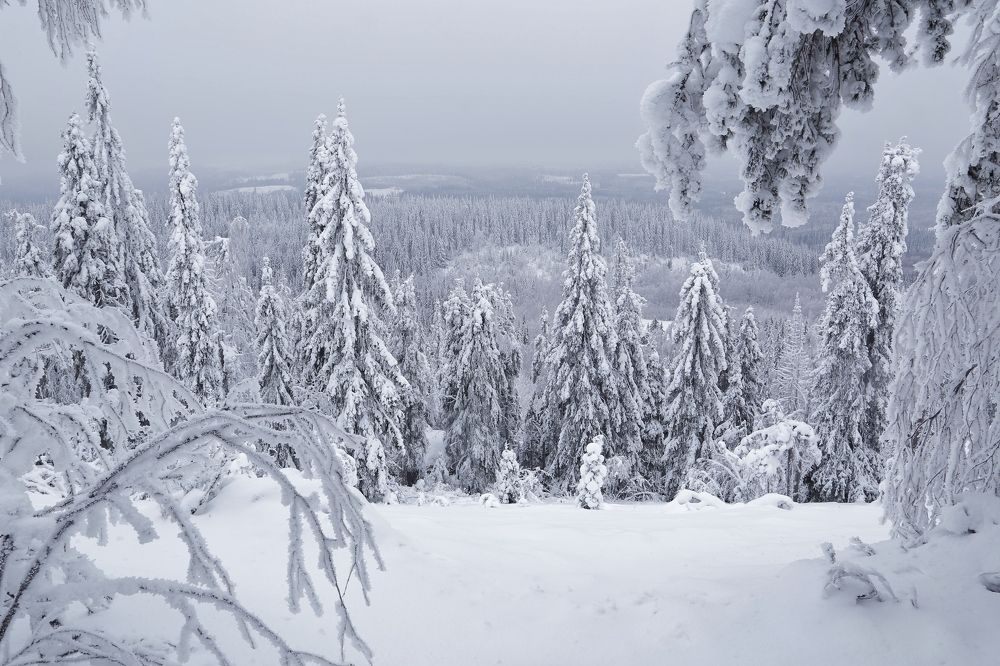 Photograph by Николай Раппу