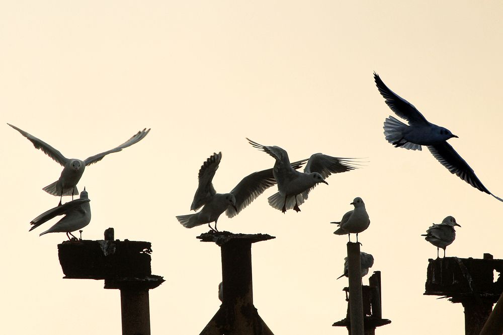 Photograph by hasan sorena jouri