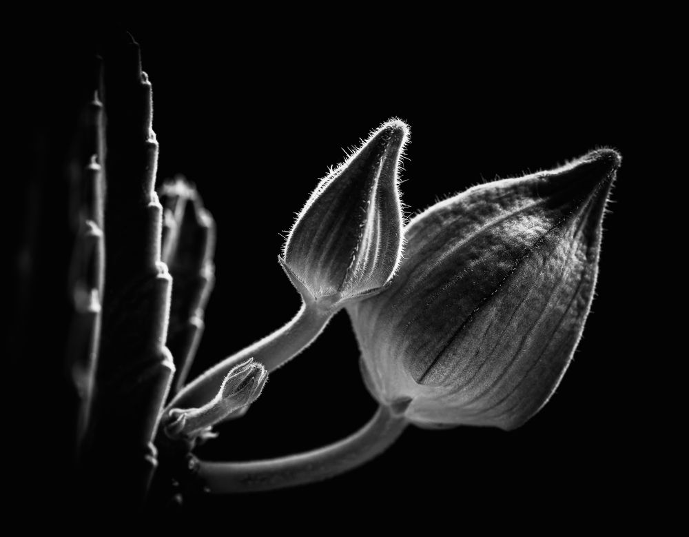 Photograph by Laura Lucio