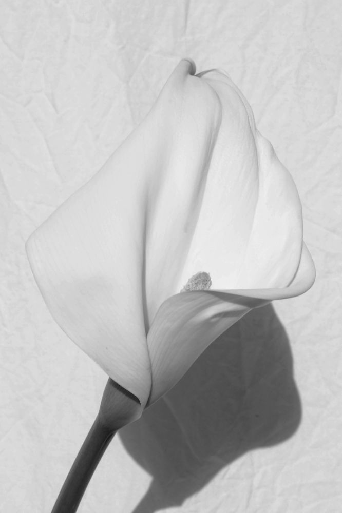 Фотография автора Laurénia Rosa