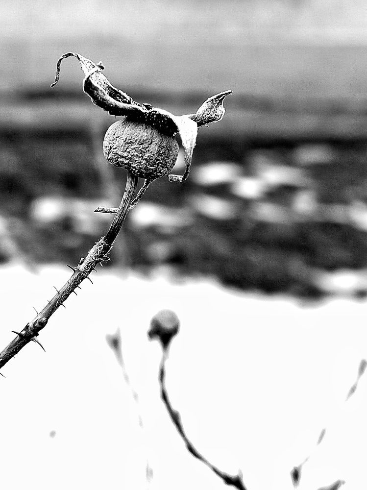 Photograph by Мария Тёмкина