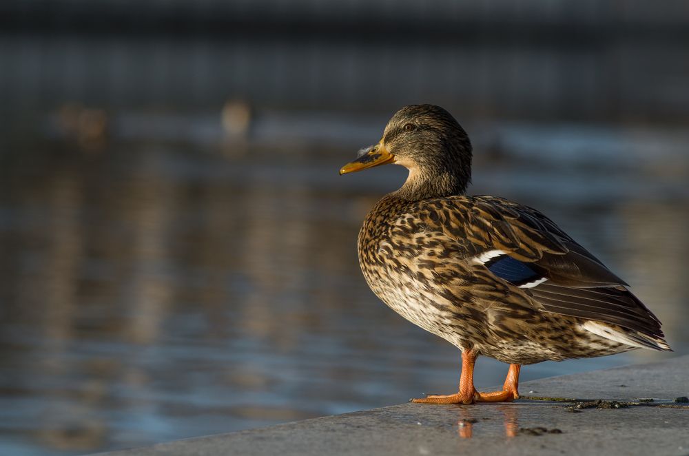 Photograph by Татьяна Псенкова
