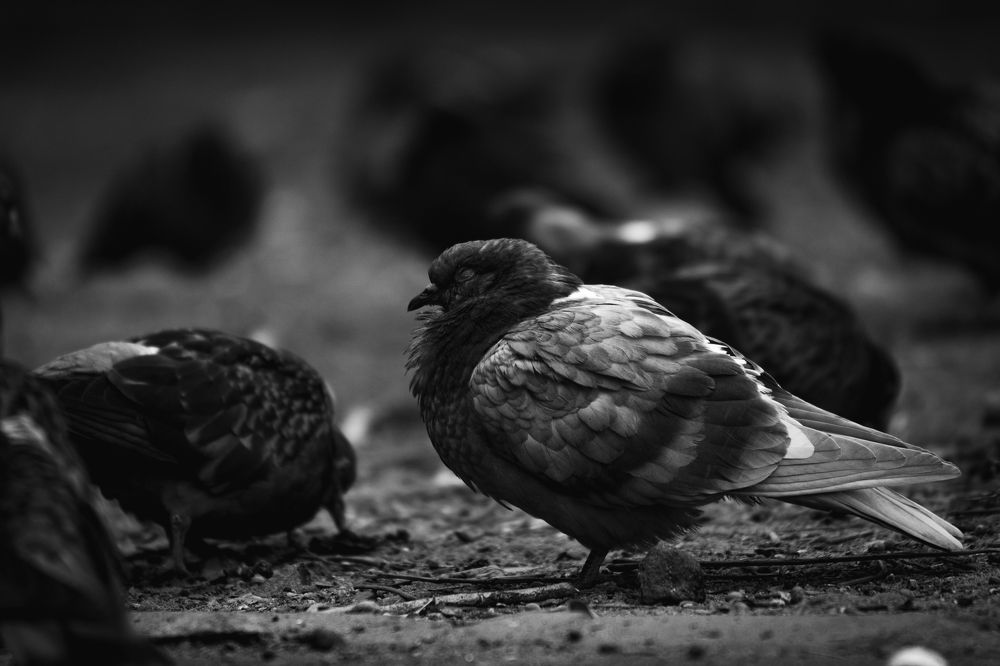 Photograph by Ника Обида