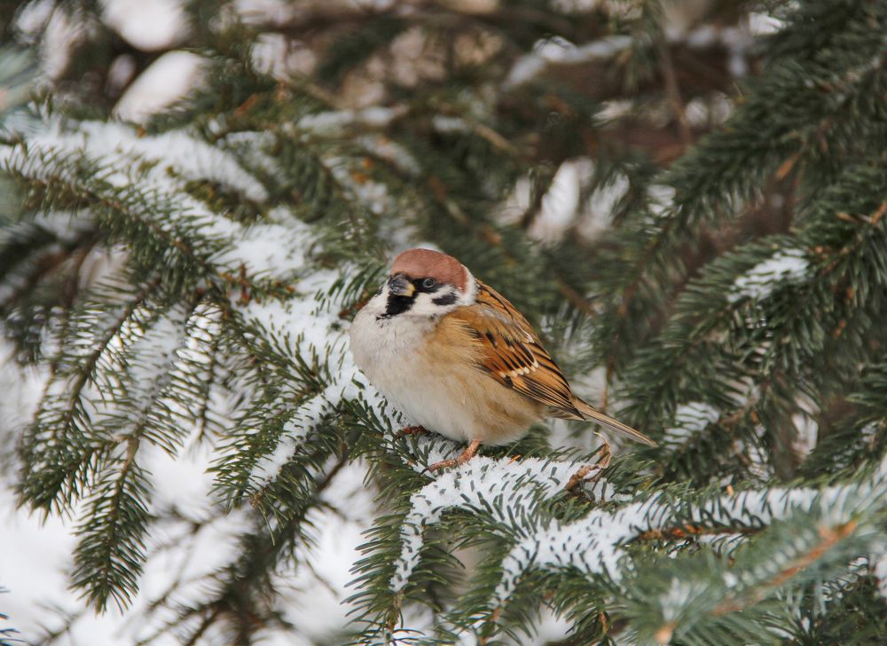 Фотография автора Наталия Мащенко