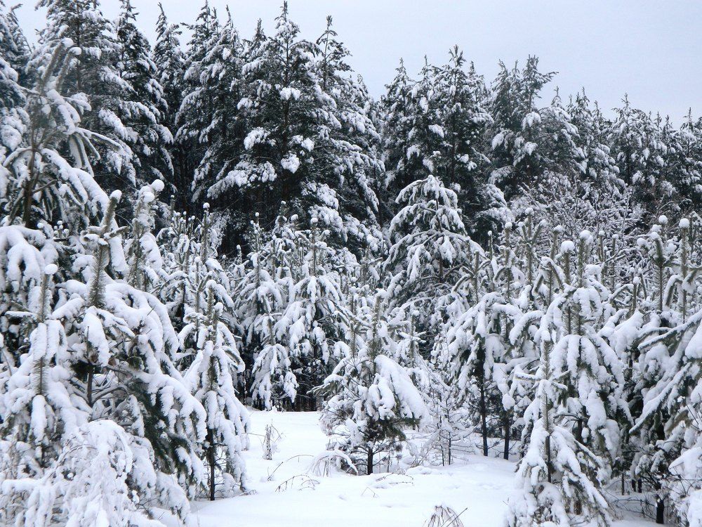 Photograph by Татьяна Гульпа