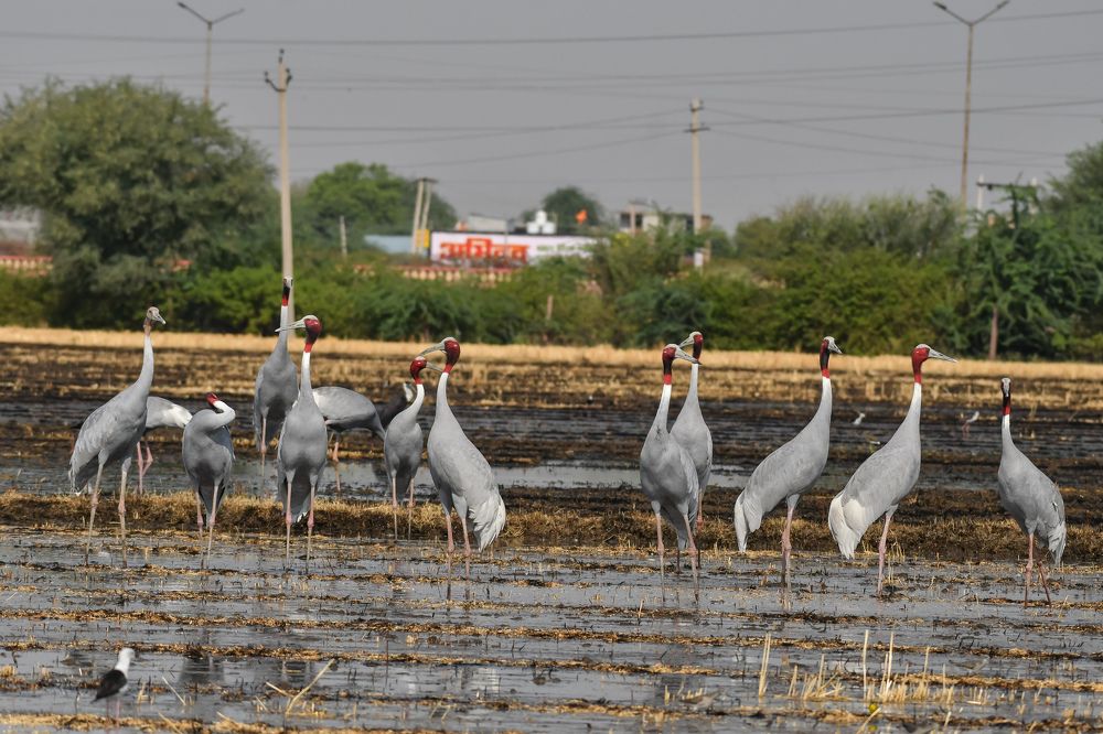 Фотография автора Harshit Sharma