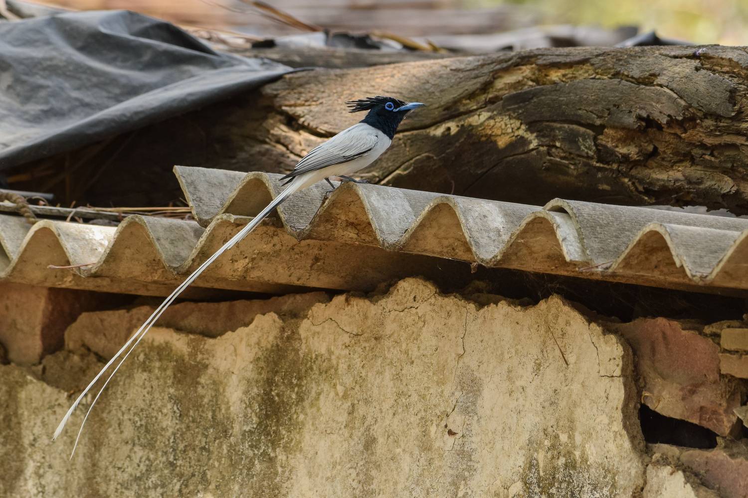 Фотография #11758547