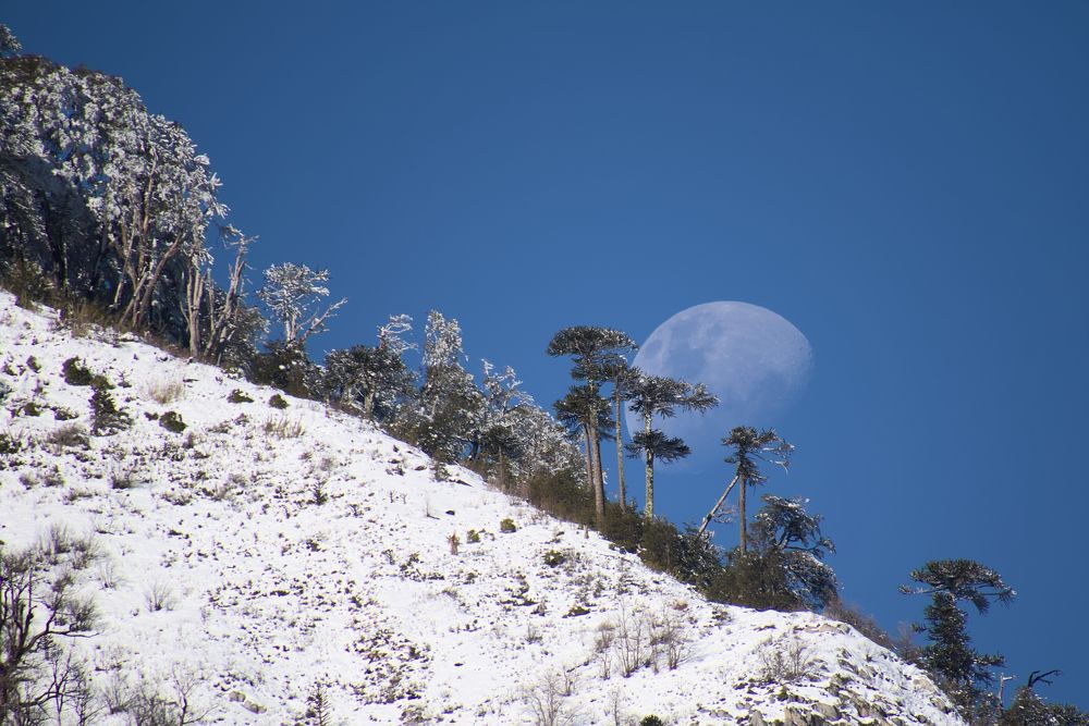 Araucarias y luna