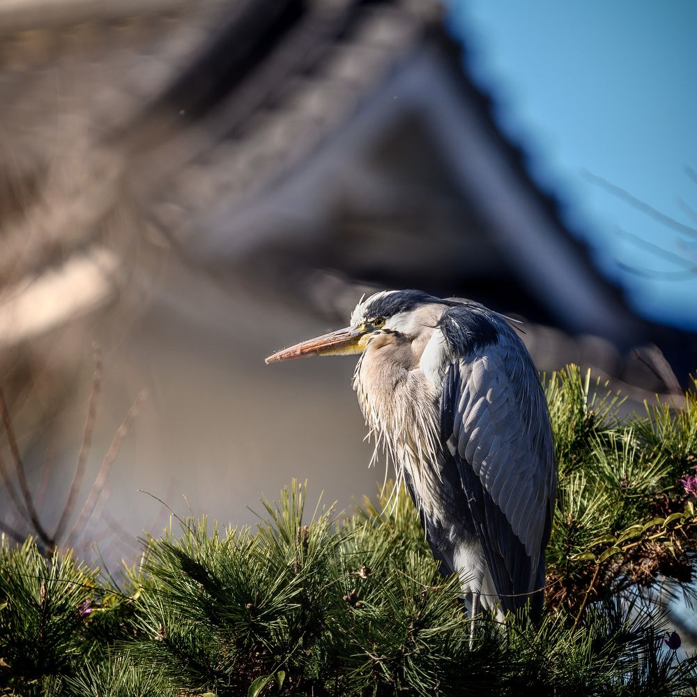 Фотография автора Uesan Aliace