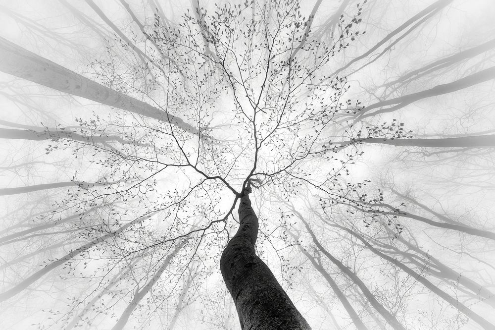 Photograph by Pavlasek Tom