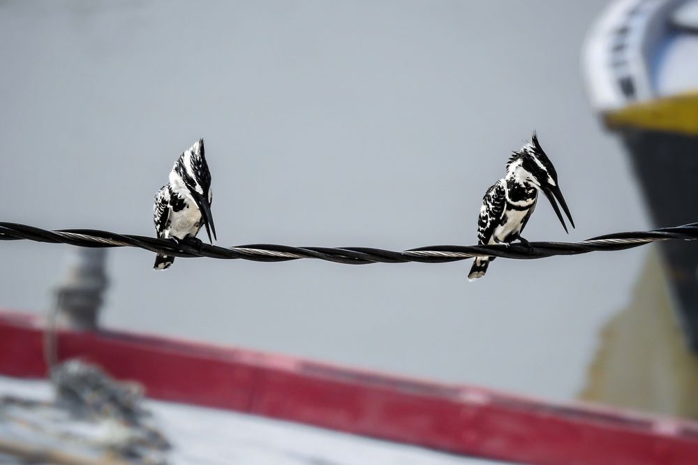 Photograph by Tanusri RoyChowdhury