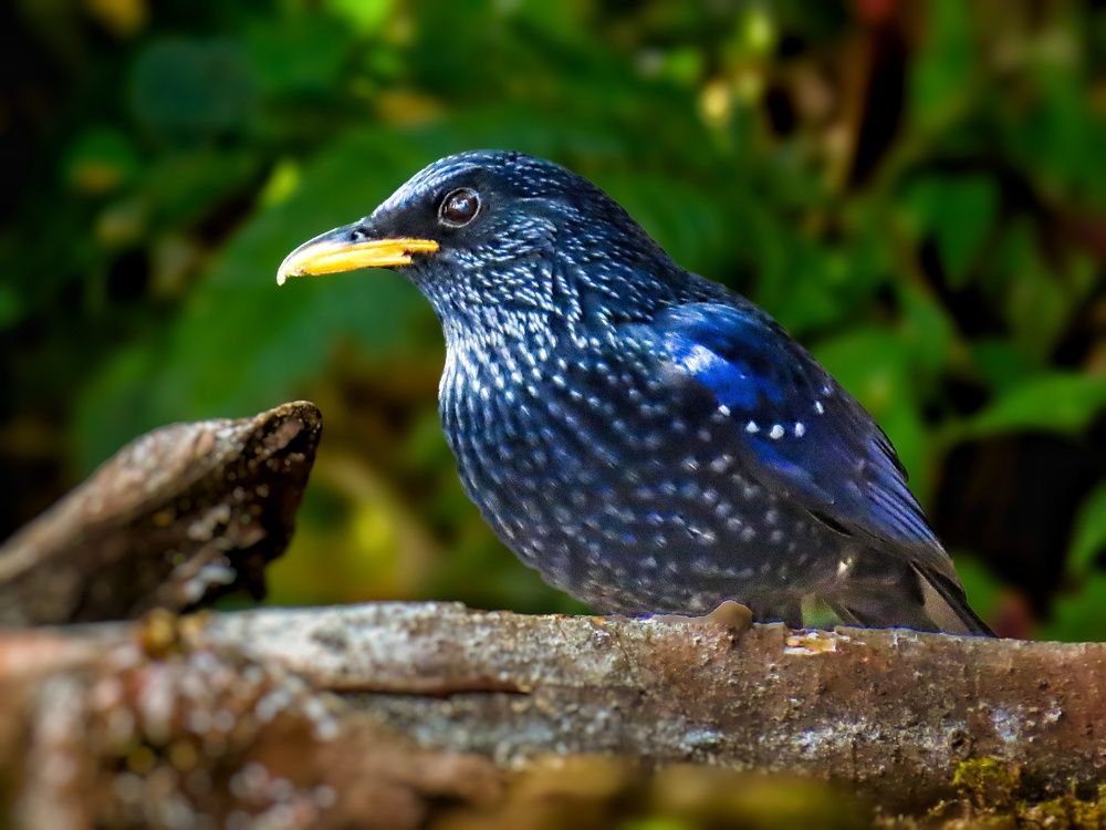 Photograph by Tanusri RoyChowdhury