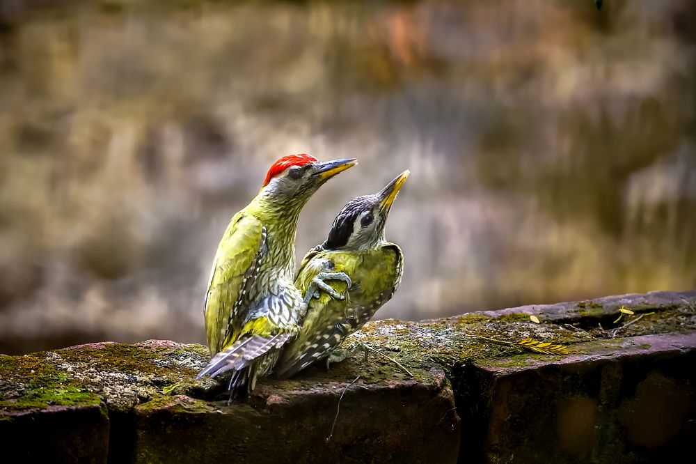 Фотография автора apurba Das