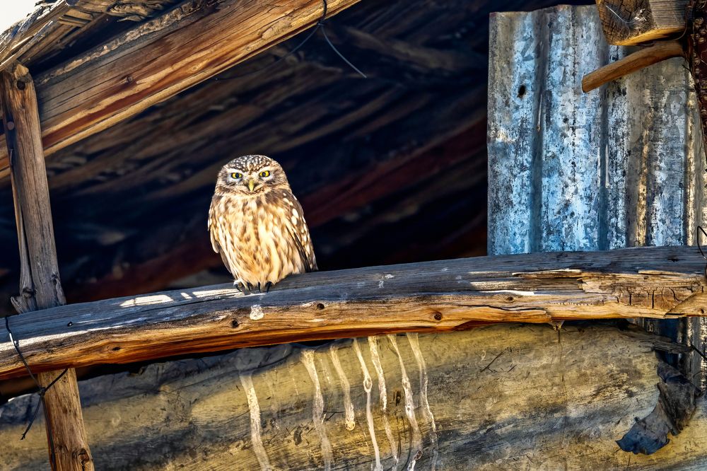 Фотография автора apurba Das