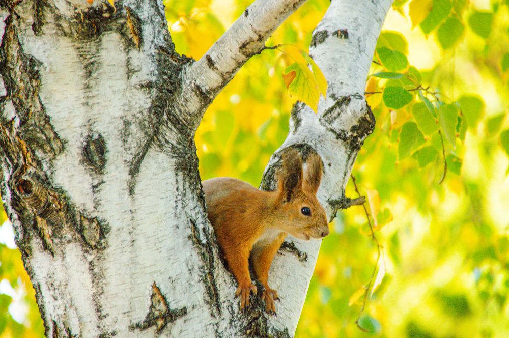 Photograph by Александр Раков
