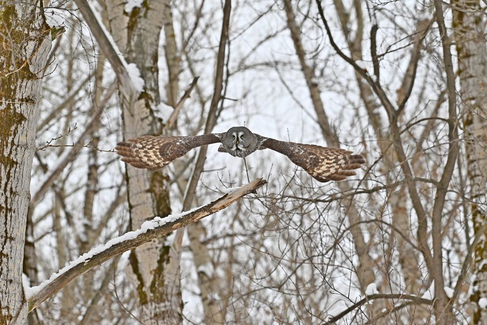 Бесшумный дрон