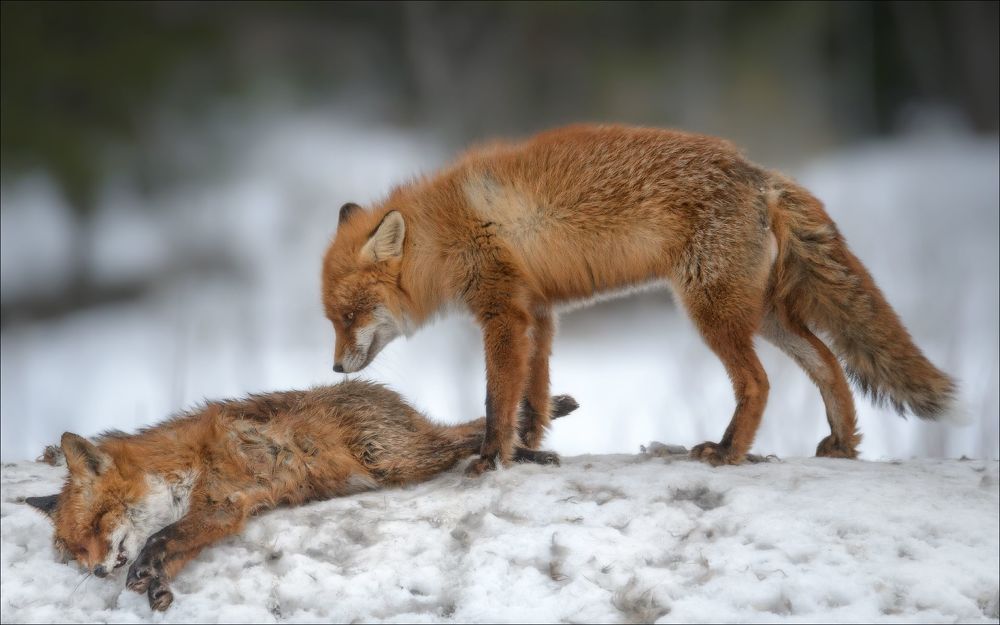 Photograph by Влад Соколовский