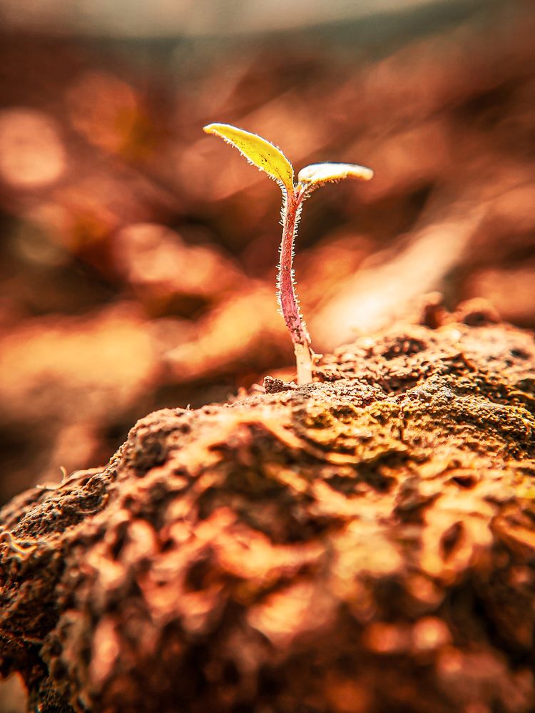 "Sprouting Hope: A New Beginning"