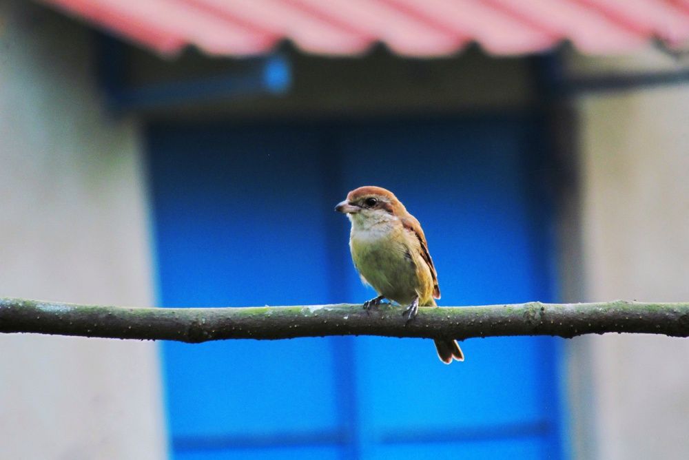 Фотография автора Biplab Bhuia