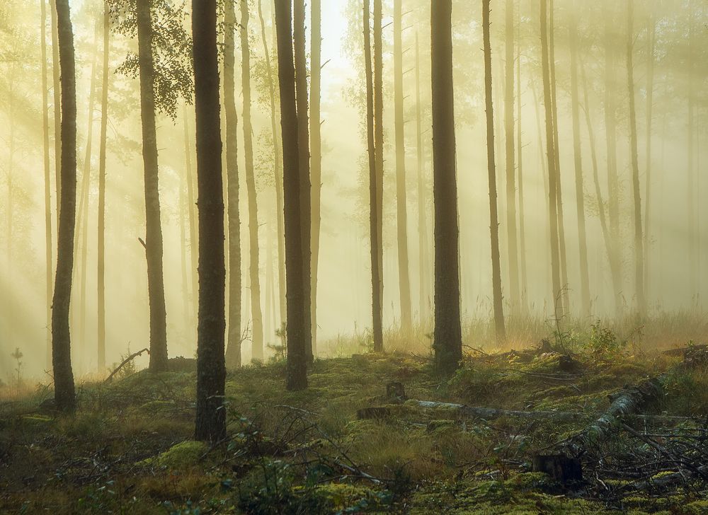 Фотография автора Andrew Kuzmin