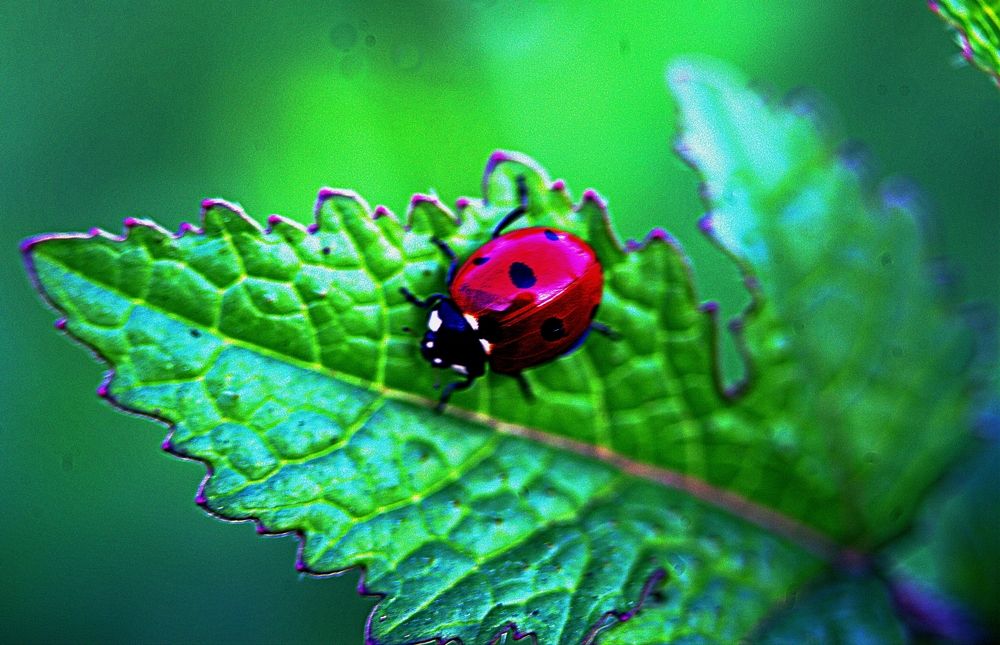 Photograph by Сергей Рапопорт