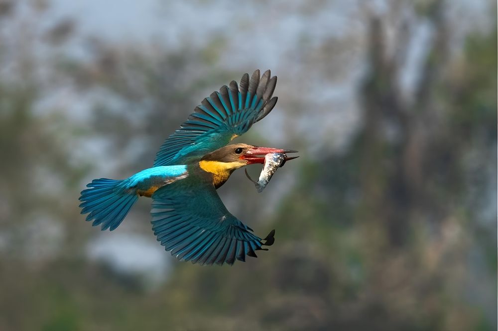 Stork-billed kingfisher with Fish kill