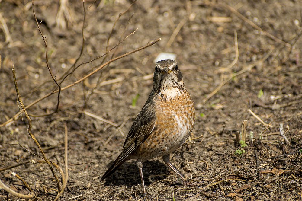 Серьезный рыжий дрозд