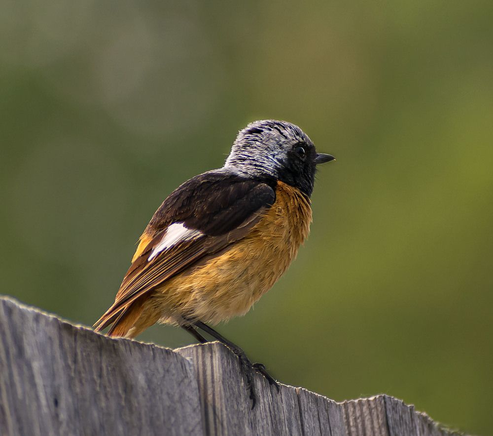 Сибирская горихвостка