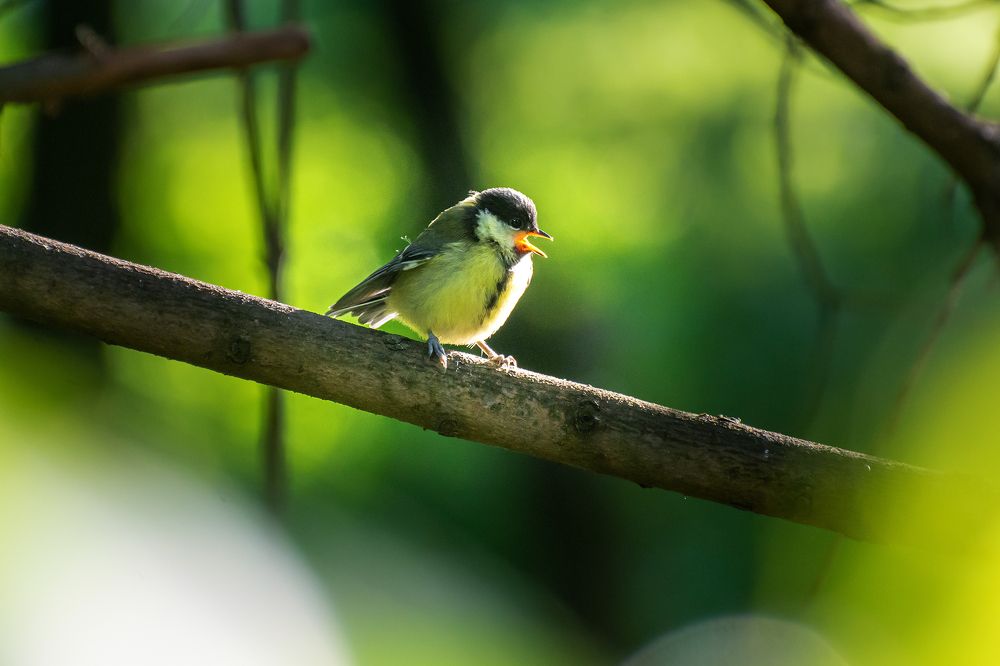 Photograph by Артем Клунко