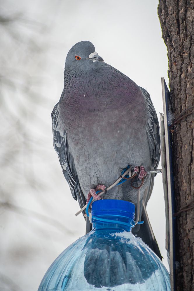 Photograph by Николай Владимирович
