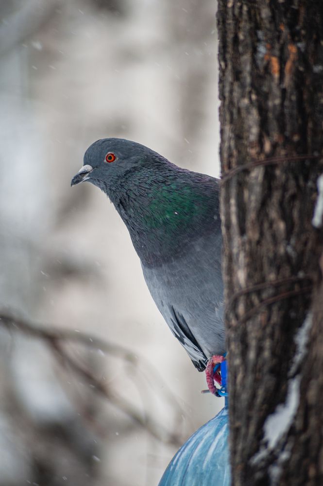 Photograph by Николай Владимирович