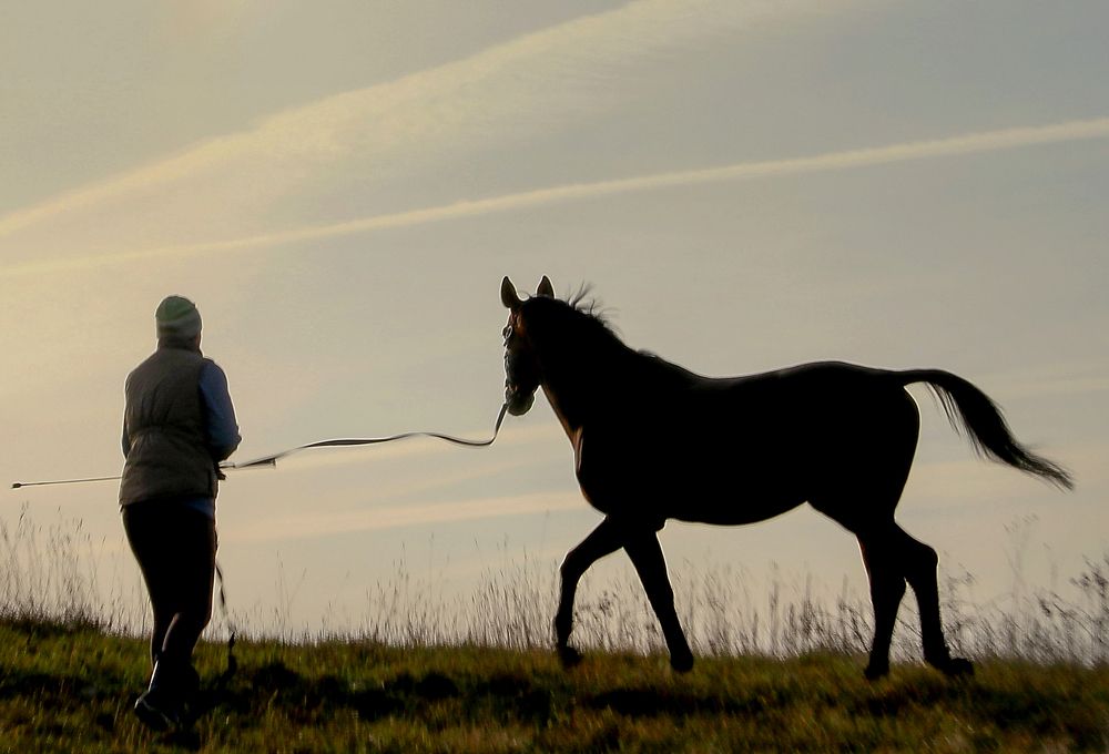 Выгул коня на рассвете.