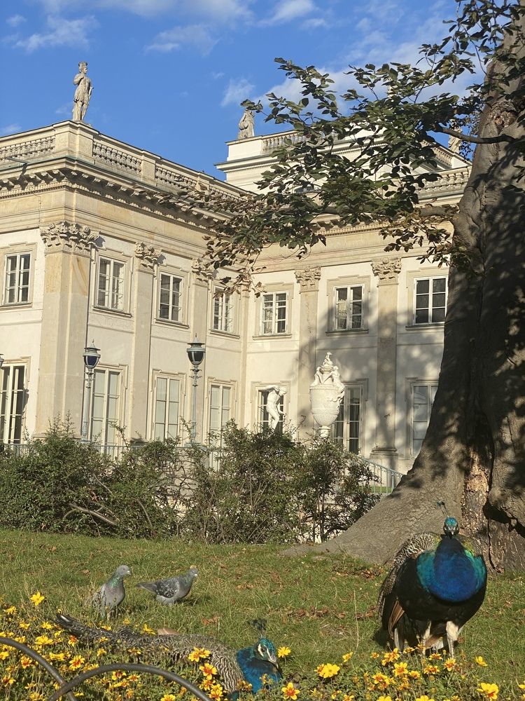 Peacock in the Lazienki Palace Park