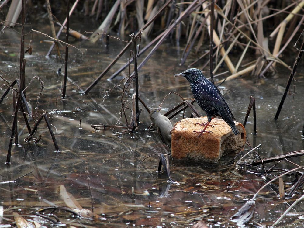 Photograph by Дмитрий Лобанов