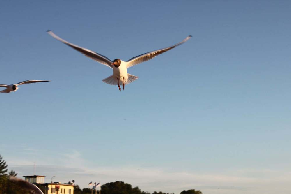 Photograph by Igors Rostikovs