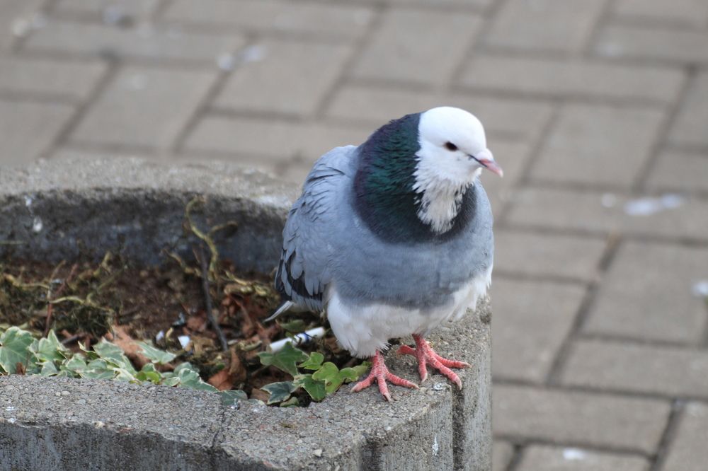 Photograph by Igors Rostikovs