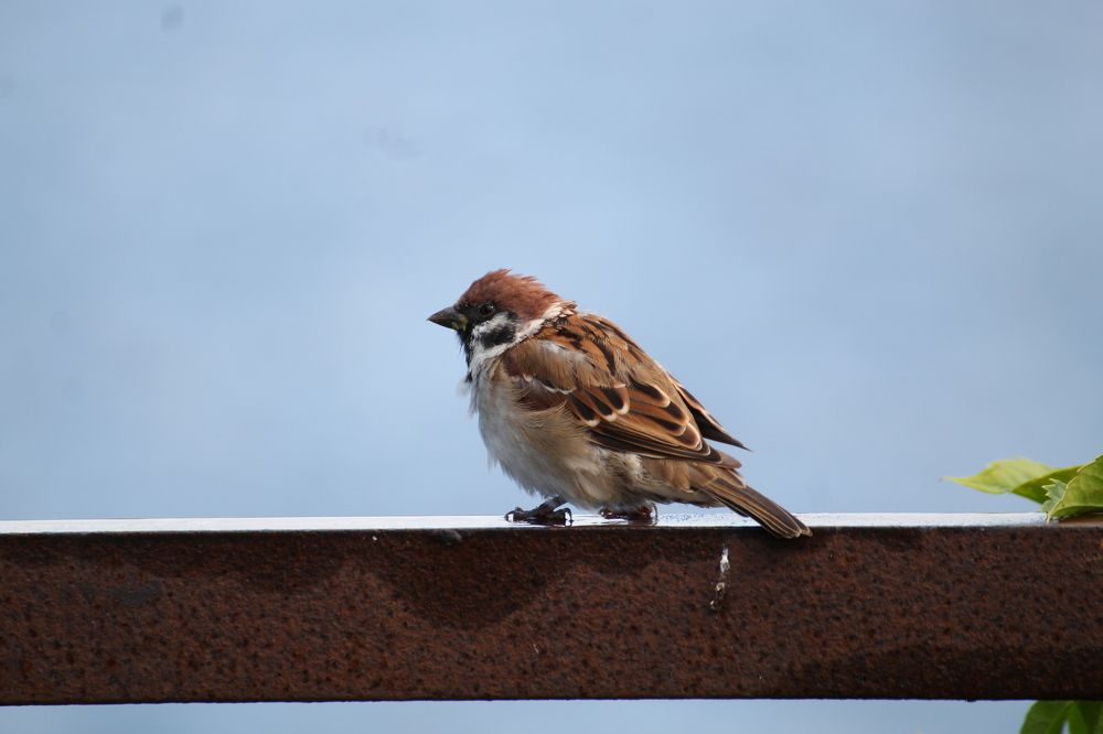 Photograph by Igors Rostikovs