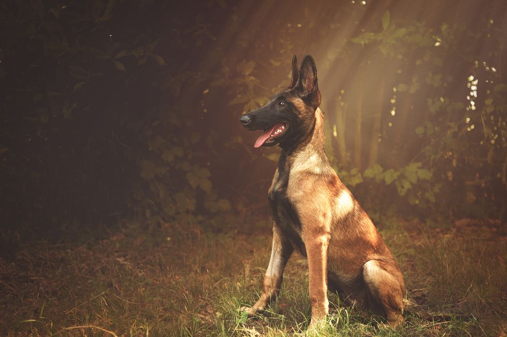 Photograph by veronica cipolla