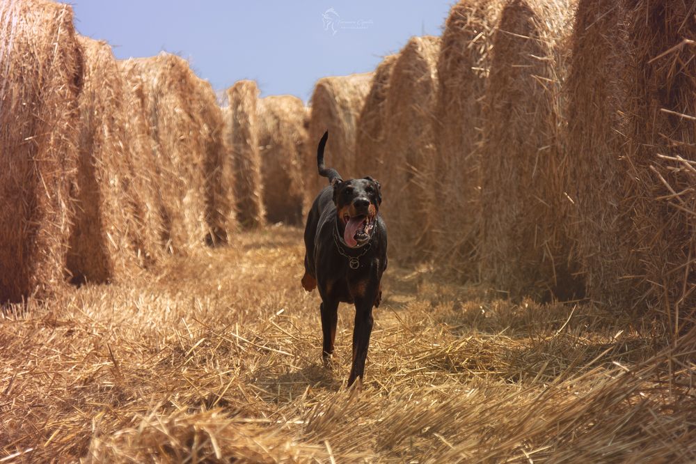 Photograph by veronica cipolla