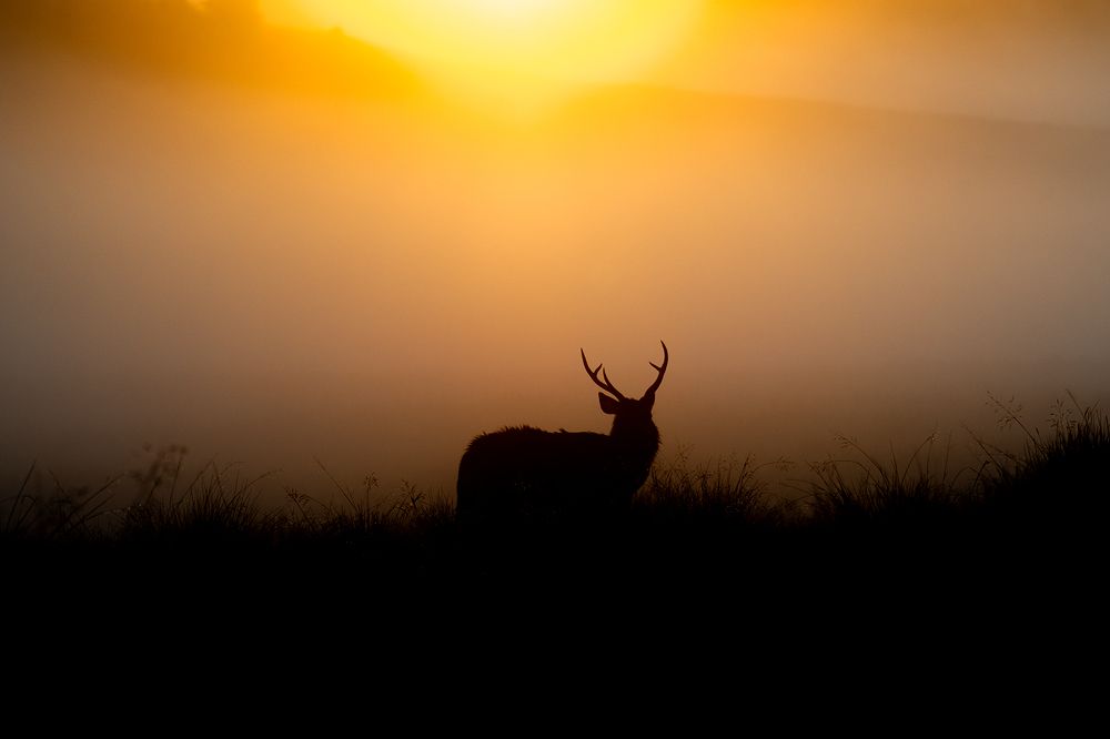 Photograph by SAMAN HALLOLUWA